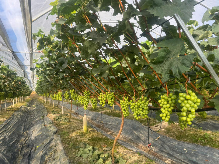 Hình ảnh vườn nho