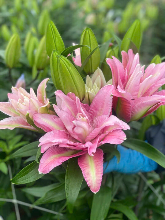 Hình ảnh vườn nho