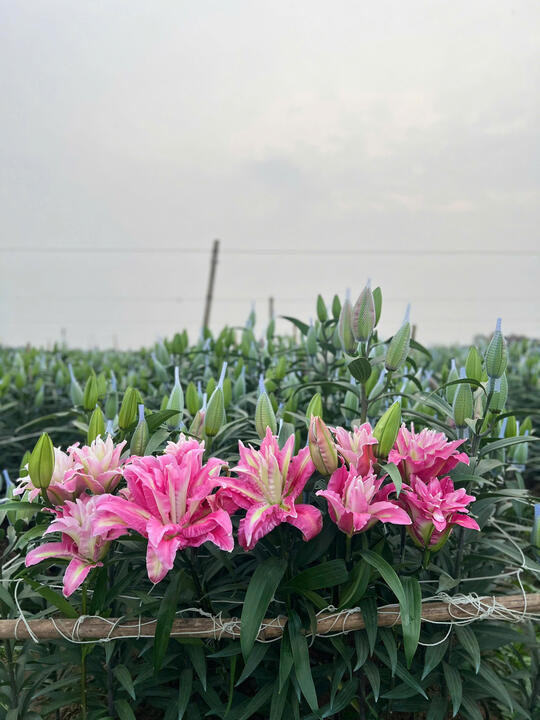 Hình ảnh vườn nho