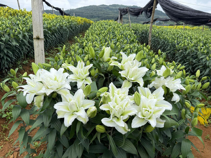 Hình ảnh vườn nho