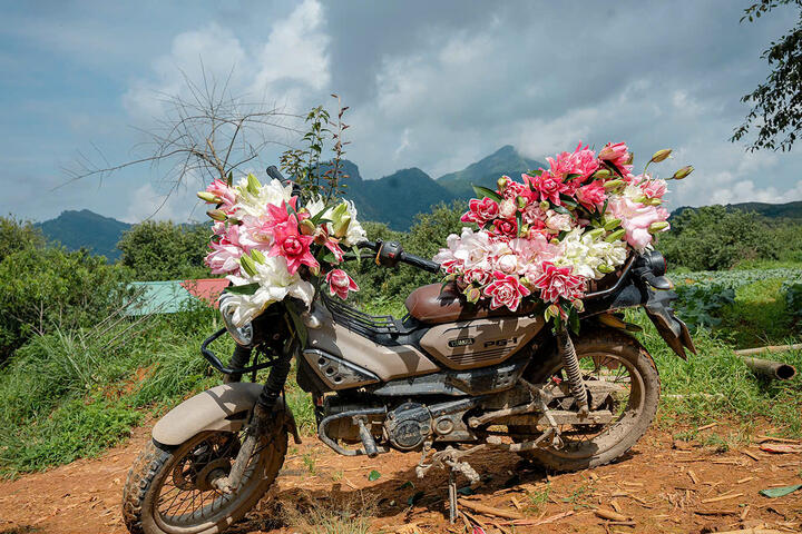 Hình ảnh vườn nho