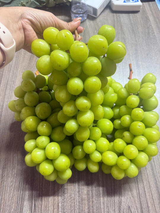 Hình ảnh vườn nho