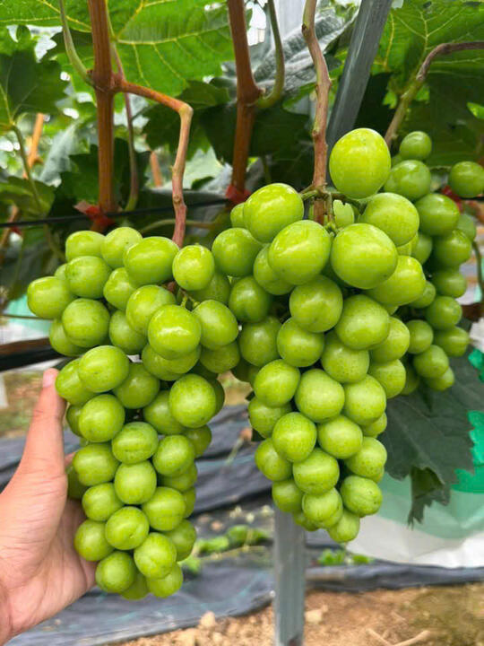 Chứng chỉ