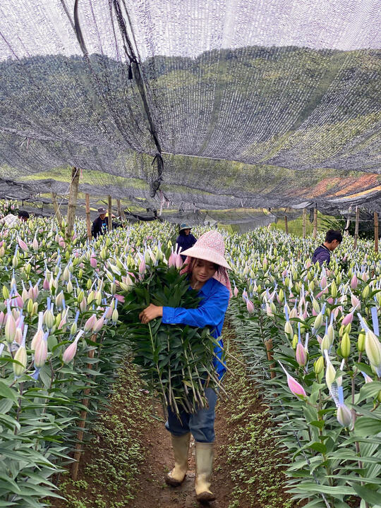 Hình ảnh vườn nho