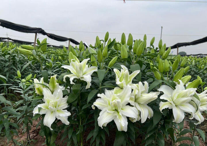 Hình ảnh vườn nho