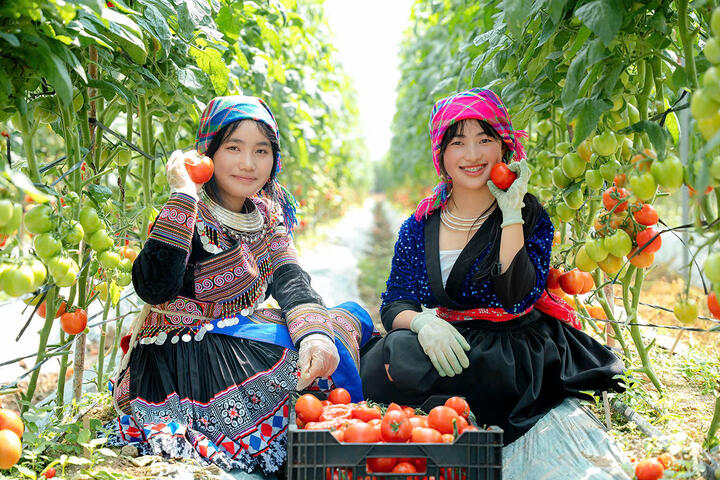 Hình ảnh vườn nho