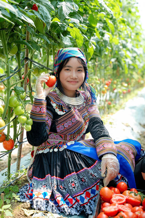 Hình ảnh vườn nho