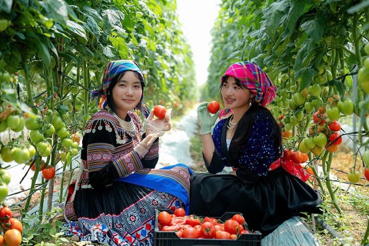Hình ảnh vườn nho